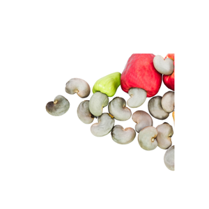 جوز الكاجو الخام من StarLab المحصولة مباشرة من الحديقة بأسعار جيدة الأعلى مبيعًا - Product Image 2