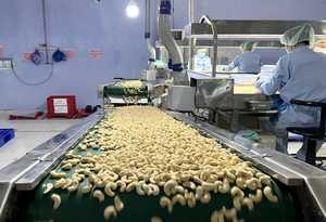 Venta Especial: Nueces de Anacardo Crudas de Primera Calidad, Integrales y Secas, Marca Agrikim W320, Envasadas al Vacío. Contacto: +84 865216698 (Sra.) - Product Image 6