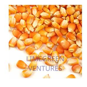 Sığır domuzları atlar toplu tedarikçi için yüksek kaliteli olmayan gdo besin ve <span class=keywords><strong>Protein</strong></span> zengin mısır yem - Product Image 1