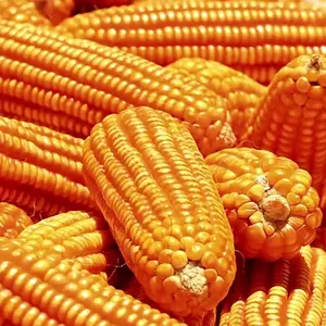 Кукуруза из желтой кукурузы в США от ведущих экспортеров