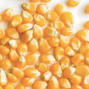 Maíz Amarillo Seco y Limpio para Exportación, Control de Humedad, Libre de OMG, 25 Toneladas para las Industrias Avícola, Lechera y Ganadera - Product Image 4