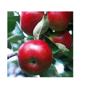 Online Buy / Order Top Quality fresh red fuji apple fruit fresh apple With Best Quality Best Price Exports From Germany