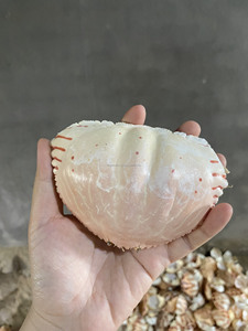 เปลือกหอยปูแห้งงานหัตถกรรมธรรมชาติเป็นมิตรกับสิ่งแวดล้อมสำหรับตกแต่งอาหารและศิลปะ - Product Image 3