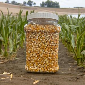 Granos de palomitas de maíz dulce de maíz amarillo de alta calidad secos y etiqueta privada disponibles a precios de mayorista - Product Image 6