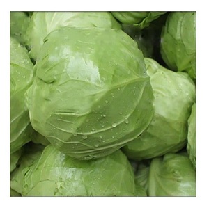 Repollo Verde Fresco Orgánico, Proveedor de Calidad Original - Product Image 6