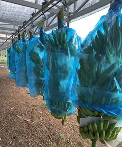 Sacs de protection pour bananes agricoles, imperméables, réutilisables, biodégradables, anti-insectes, en PP/HD enduit d'un côté, thermoscellables - Product Image 6