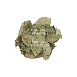 High Quality Organic Dried Soursop Leaves Dried Soursop Graviola Leaves - Hot <b>Sale</b> From Vietnam - Product Image 2