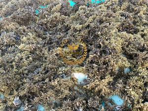 Wholesale Dried Sargassum Seaweed Sargassum Seaweed Premium Sargassum Seaweed For Export In Bulk - Product Image 4