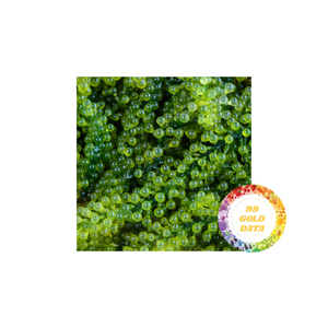 Nho biển tự nhiên trong nước muối sẵn sàng để ăn rong biển thuần chay với hương vị đại dương tươi từ Việt Nam - Product Image 1