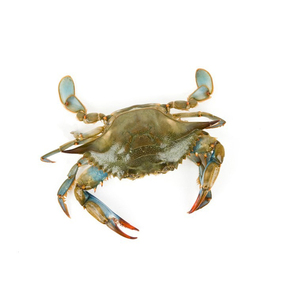 Maillot de bain bleu Corps de crabe et à vendre à bon prix fruits de mer de crabe - Product Image 2
