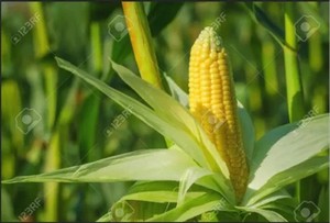Chất Lượng Cao Màu Vàng Ngô Ngô Động Vật Thức Ăn Cho Gia Cầm Và Gia Cầm Bán Buôn Nhà Cung Cấp Và Xuất Khẩu Từ Ấn Độ - Product Image 4