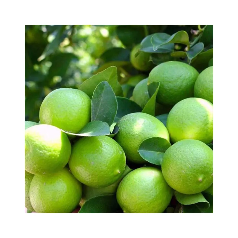 Low Price High Quality Trading Cheap Delicious Importers Export Fresh Citrus Fruit Seedless Brazil Lime