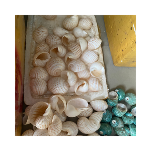 Premium Turbo Burgess Seashell de Vietnam - Ideal para decoración, varios tamaños y diseños, alta calidad, listo para la exportación - Product Image 1