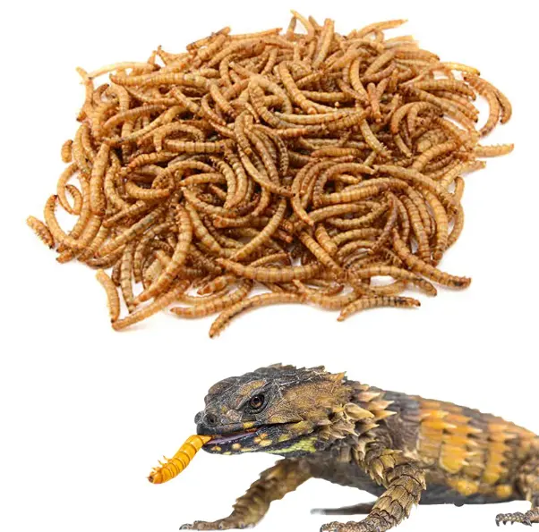 Knusprige Wurm bisse: Unwider stehliche Insekten snacks für kleine Haustiere, verpackt mit Protein und essentiellen Nährstoffen! Großhandel 4W