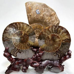 Tranche de fossile d'ammonite naturelle avec support, géode druzy, coquille d'escargot, ornement de bureau, spécimen de cristal de guérison pour la décoration de bureau et de la maison - Product Image 5