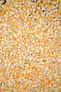 Hochwertiger Export GVO Gelber Mais Weißer Mais Luft getrockneter Landwirtschaft kern Mais Feuchtigkeit Bio-Exporteur Agrar kultur