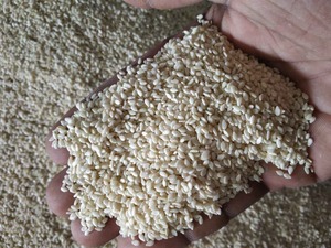 Sésamo Blanco de Alta Demanda para Confitería o Industria de Aceites, Disponible a Precio de Exportación - Product Image 2