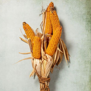 Maíz Amarillo Orgánico Estándar de Mercado, Granos Limpios y Secos, Empaque de 25 kg, Suministro a Granel para la Industria Alimentaria Humana, 99.99% de Pureza, Europa - Product Image 4