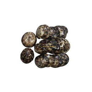 Concha de Limpet Natural para la Fabricación de Joyas, Manualidades con Conchas y Uso Decorativo - Product Image 1