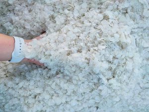 Écailles de poisson tilapia séchées à vendre, grande taille, plus de 1 cm, spécialisées dans la production de collagène - Product Image 3