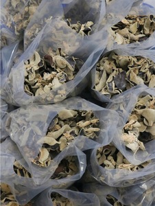 Vente en gros de champignons d'oreille de chat séchés, champignons noirs pour la cuisine asiatique - Product Image 2