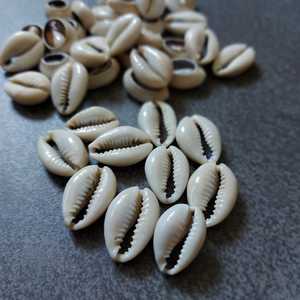 Conchas de cauri africanas de corte central ecológicas genuinas Cypraea Annulus Mixed | Conchas de cauri Conchas de mar naturales para la adivinación - Product Image 3