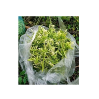 TOP EXPORTATION 2024 FLEURS DE PAYE MÂLES SÉCHÉES DU VIET NAM DE HAUTE QUALITÉ ET BON PRIX