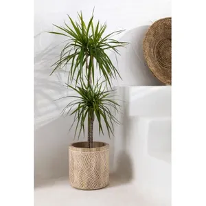 Macetas de madera grandes de nuevo diseño para exteriores e interiores, uso para decoración de hogares y hoteles con soporte de madera - Product Image 3