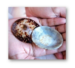 ส่งออกเปลือก limpet และเปลือกหอย Limpet: รับประกันคุณภาพ | สอบถามเกี่ยวกับเปลือกหอยเลี้ยงลูกด้วยนม - Product Image 1