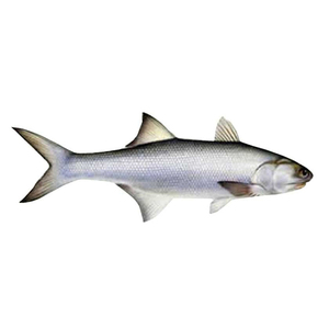 Salmón Fresco Congelado al por Mayor de Fábrica, Precios Razonables - Product Image 2