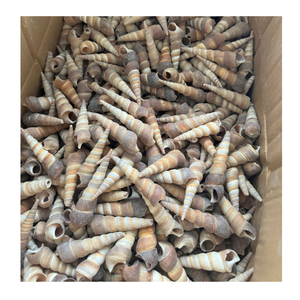 Coquillages assortis exquis soigneusement sélectionnés pour créer de superbes décorations faites à la main et des conceptions sur le thème du littoral - Product Image 1