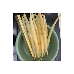 Tripa de Pescado Seca Procesada y Limpia, Estructura de Aire, Suministro al por Mayor a Granel, Grado Alimenticio, Ingrediente Nutritivo para Sopa, Listo para Exportar - Product Image 2
