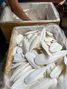 Fourniture en gros os de seiche naturel pour le soin des oiseaux perroquets supplément de calcium pour animaux de compagnie décoration d'aquarium exportation du Vietnam - Product Image 5