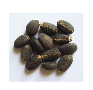 Graine de Jatropha de haute qualité à vendre/Jatropha brut/Jatropha raffiné en vrac - Product Image 2