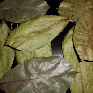 ใบกราวิโอลา/ใบทุเรียนเทศแห้งตามธรรมชาติในเวียดนาม - Product Image 3