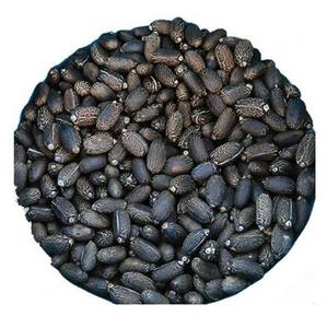 Graines de Jatropha Noir Séchées au Soleil au Meilleur Prix - Product Image 2