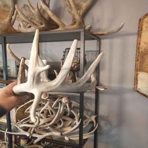 เขากวางเขากวางและเขากวางเหยี่ยวแกะสลัก - Product Image 1