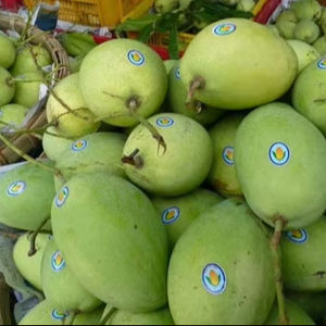Vente en gros de fruits tropicaux mangue douce et juteuse meilleure qualité exportation d'origine vietnamienne - Product Image 1
