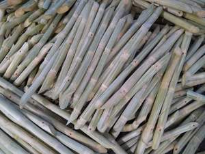 Bâton de canne à sucre congelé du Vietnam Douceur naturelle Stockage et transport faciles Idéal pour les restaurants et les usines de boissons - Product Image 4