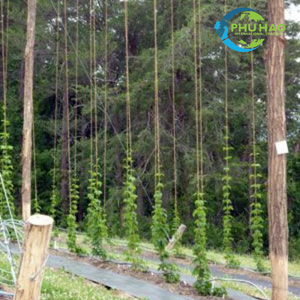 Hot Item Product <b>COIR</b> <b>MAT</b> / <b>COIR</b> ROPE Saltwater-Resistant <b>Coir</b> Rope: Ideal for Marine and Agricultural Use - Product Image 3