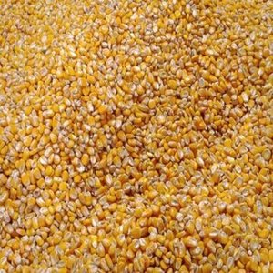 ข้าวโพดเหลืองอบแห้ง - บริสุทธิ์ 100% อัตราส่วนแตก 1% |   แดดจ้าอบแห้ง ความชื้น 24% อายุการเก็บรักษายาวนานขึ้น ขาย - Product Image 1