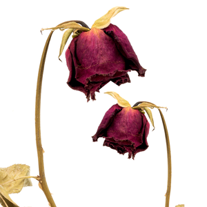 ดอกตูมสีแดงอบแห้งออร์แกนิกสำหรับกลิ่นหอมและการสร้างสรรค์อาหาร - Product Image 2