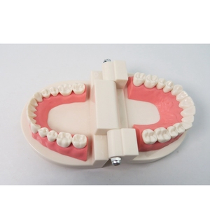 Modèle de démonstration de brossage des dents standard 1/2, modèle d'étude dentaire pour l'enseignement et la pratique des soins bucco-dentaires des étudiants - Product Image 5