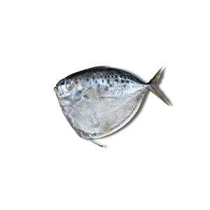 Pescado Lunar Congelado IQF de Vietnam, Entero y Redondo, 24 Meses de Vida Útil, Envasado al Vacío, Almacenamiento a -18°C, Exportación - Product Image 2