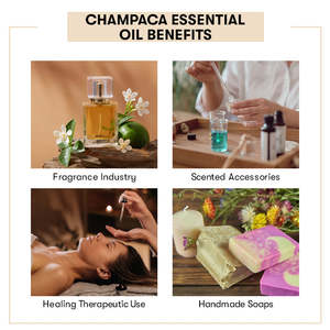 100% Pure Champaca Essential Oil Cold <b>Pressed</b> Body Oil for Moisturizing Firming and Lightening Cosmetic Grade - Product Image 4