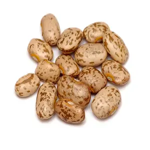 Natural Dry Red & White Pinto Beans | Good Price Brown Pinto Kidney