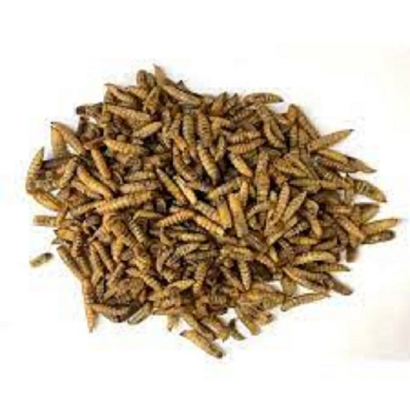 Ultra High-Protein Microwave Dried black soldier fly flies larvae for bird pet food