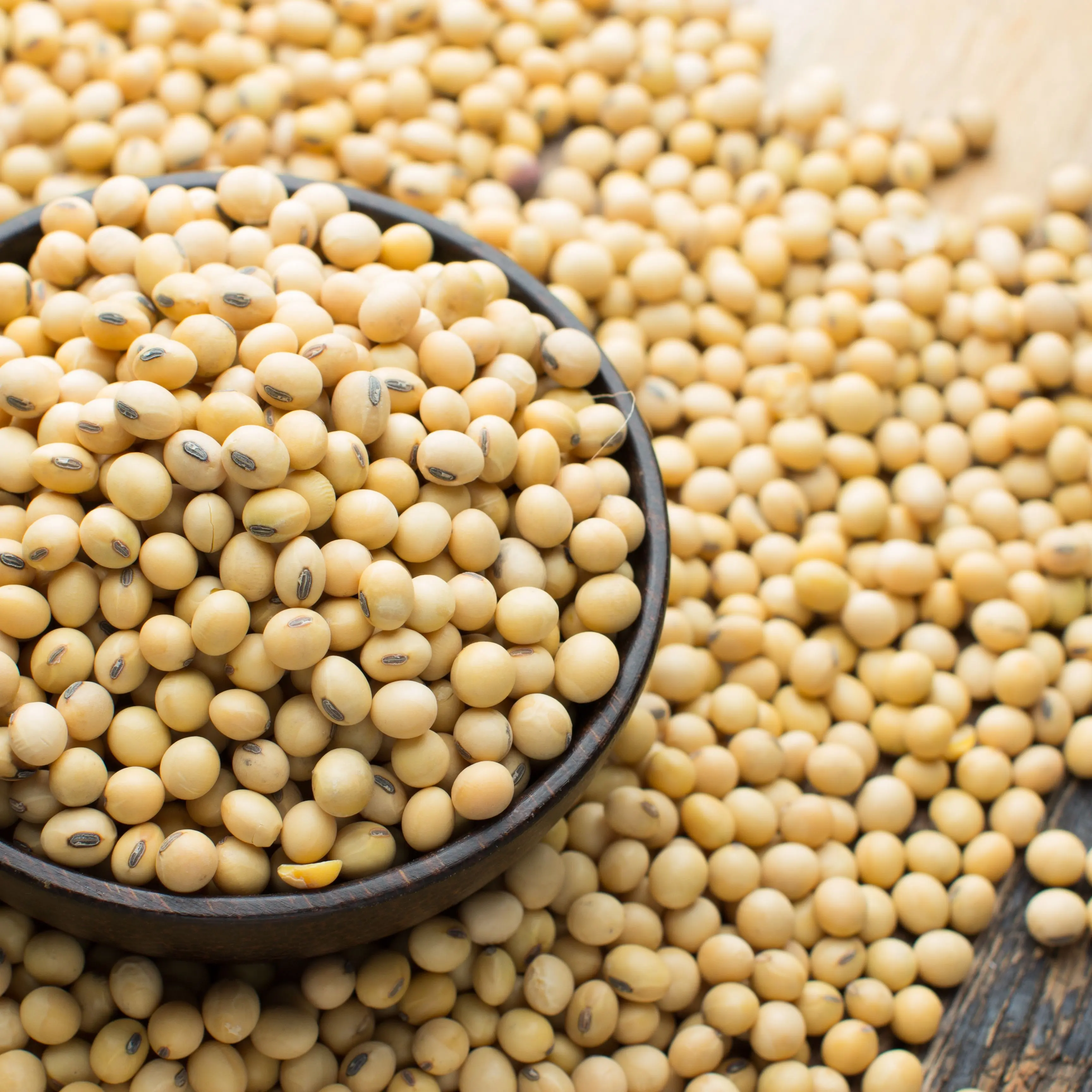 Soja/Graine de soja sèche jaune sans OGM de haute qualité/fèves de soja NON-GMO