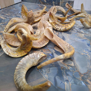 Shofar de qualité supérieure, cacher, en corne de bélier naturelle polie, pour des usages religieux et la décoration de la maison, fabrication artisanale, en vente - Product Image 1