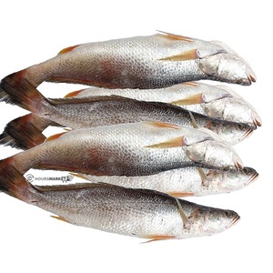 Poisson Croaker jaune à vendre en ligne - Product Image 1